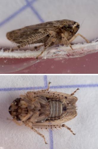 Euscelidius variegatus