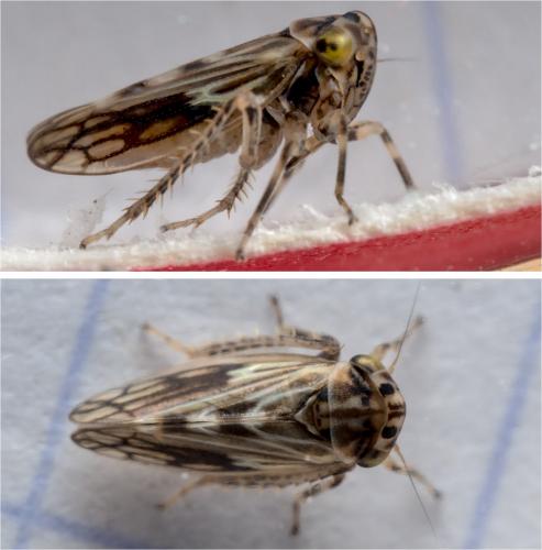 Anaceratagallia sp.