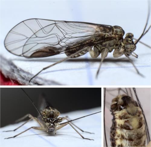 Mesopsocus sp.