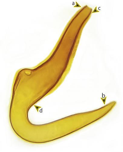 Otiorhynchus pourtoyi