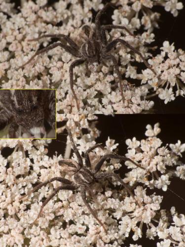 Réf. 286 579 : Thanatus sp.