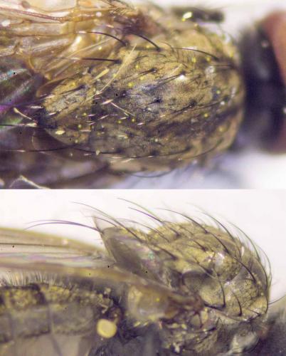 Réf. 286 670 : Delia platura