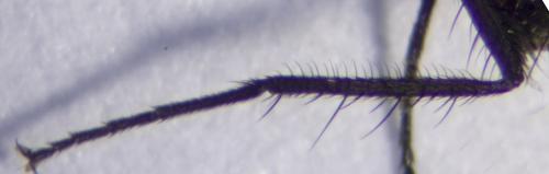 Réf. 286 767 : Delia platura