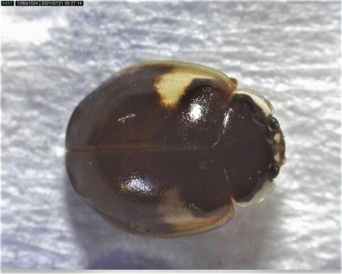Adalia decempunctata