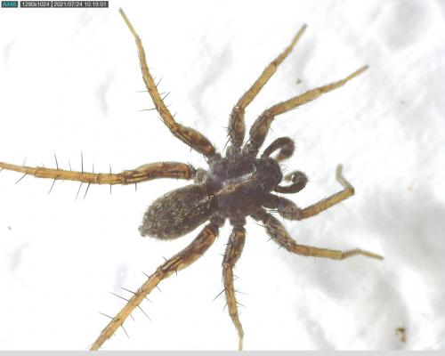 Pardosa sp.