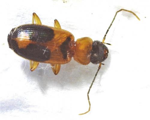 Réf. 286 673 : Badister meridionalis