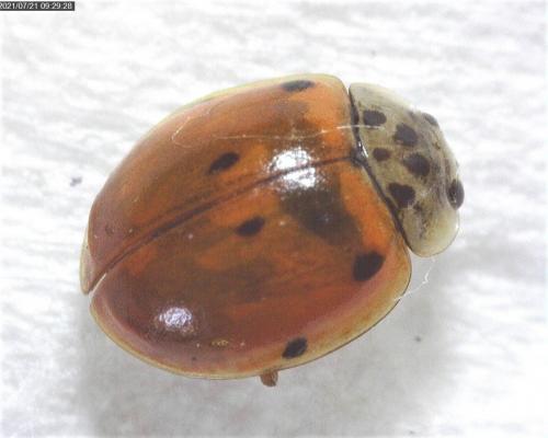 Réf. 286 491 : Adalia decempunctata