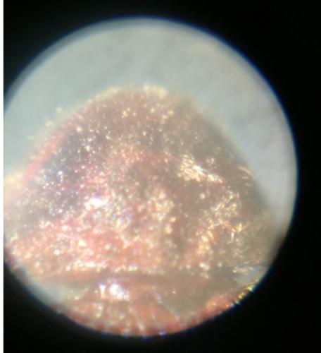 Stegobium paniceum