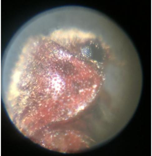 Stegobium paniceum