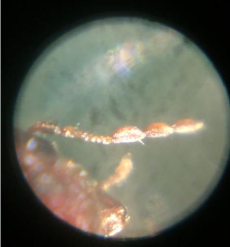 Réf. 286 861 : Stegobium paniceum