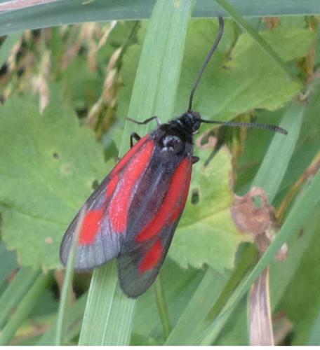 Zygaena romeo
