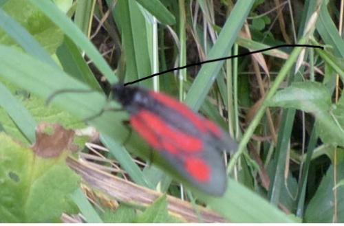 Zygaena romeo