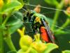 286647 – Photo : Danièle Tixier-Inrep – France (30)