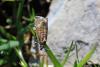 286989 – Photo : Sonia RICHAUD – France (04)