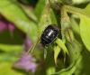 286530 – Photo : Corinne Petitcolin – France (25)