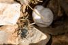 286300 – Photo : Fabricius – France (13)