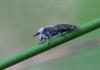 286773 – Photo : Marc Solari – France (68)