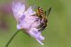 286311 – Photo : Olivier Pouvreau – France (86)