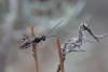 286735 – Photo : Simon Thevenin – France (13)