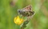 286073 – Photo : Stephane FERNANDES – France (74)