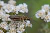 286128 – Photo : Marc Solari – France (68)