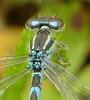 Coenagrion scitulum