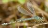 Coenagrion scitulum