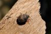 286546 – Photo : Guillaume Huot-Marchand – France (88)