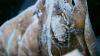 286010 – Photo : Laurine Violaine OCCOLIER – France (27)