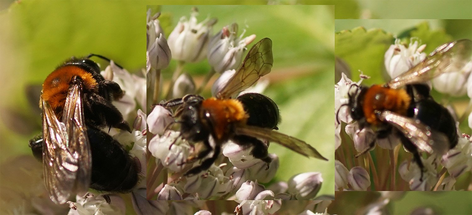 Sylvain M. - Andrena (Melandrena) thoracica - réf. 286322 (1500 x 683 pixels, 165 ko)