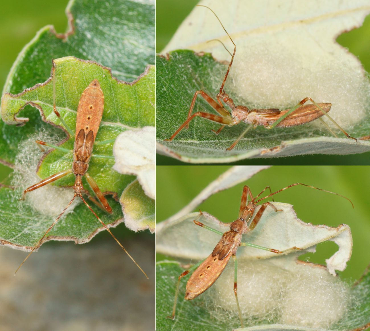 Pierre Gros - Nagusta goedelii - réf. 286779 (1300 x 1163 pixels, 198 ko)