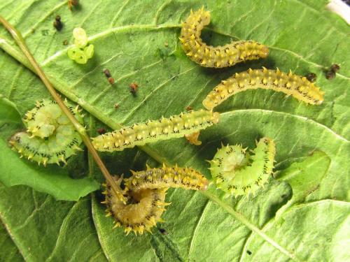 Siobla sturmii