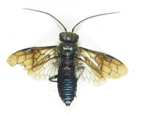 Réf. 287 426 : Acantholyda erythrocephala