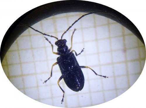 Réf. 287 580 : Luperus sp.