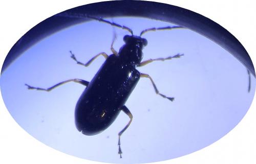 Réf. 287 582 : Luperus sp.
