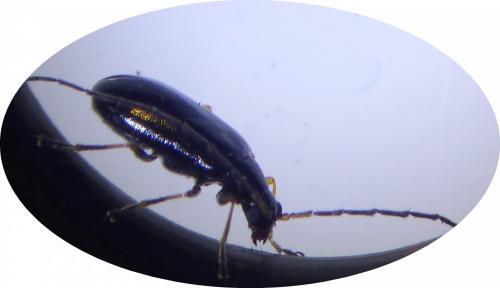 Réf. 287 581 : Luperus sp.