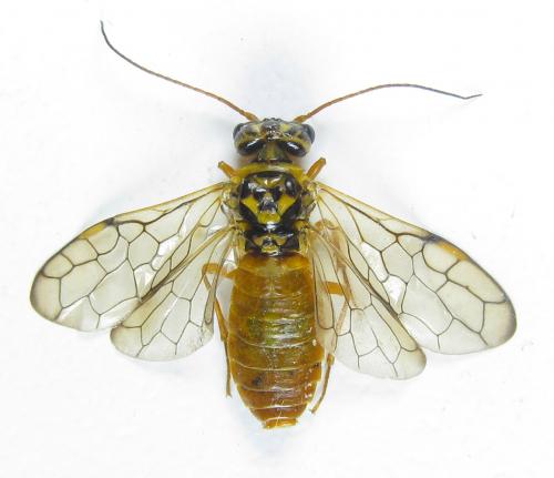 Réf. 287 413 : Cephalcia pallidula