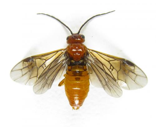 Réf. 287 664 : Hemichroa crocea