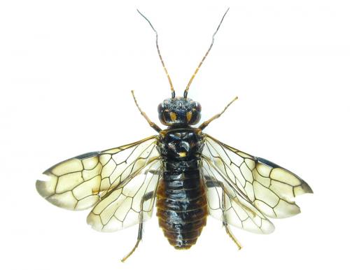 Cephalcia alashanica