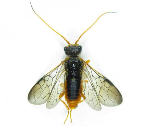 Cephalcia alashanica