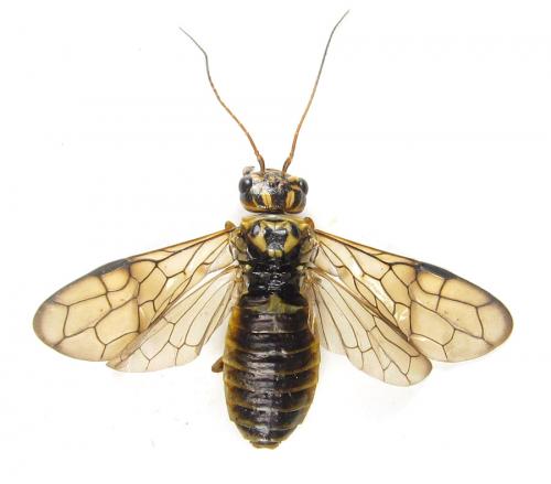 Cephalcia arvensis