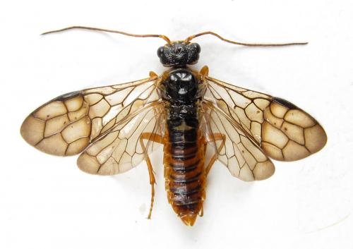 Cephalcia arvensis