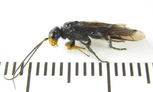 Réf. 287 427 : Acantholyda erythrocephala