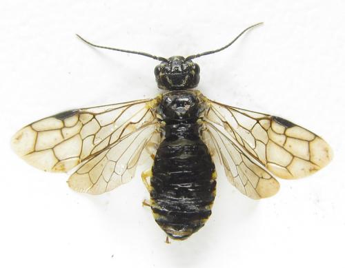 Neurotoma nemoralis