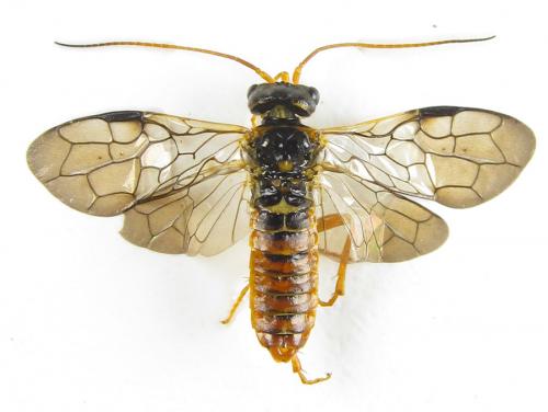 Cephalcia abietis
