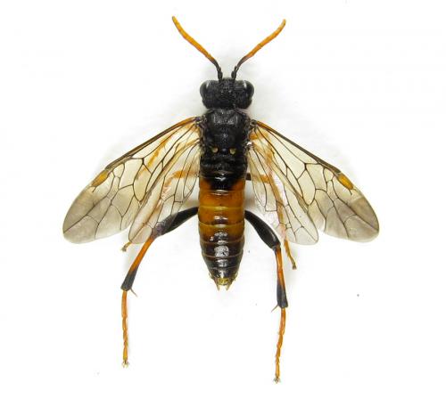 Siobla sturmii