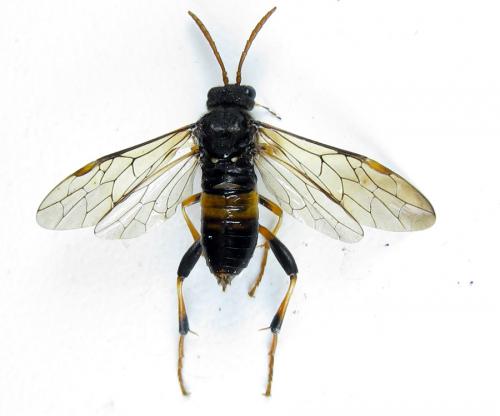 Siobla sturmii