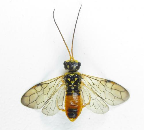 Réf. 287 388 : Cephalcia pallidula