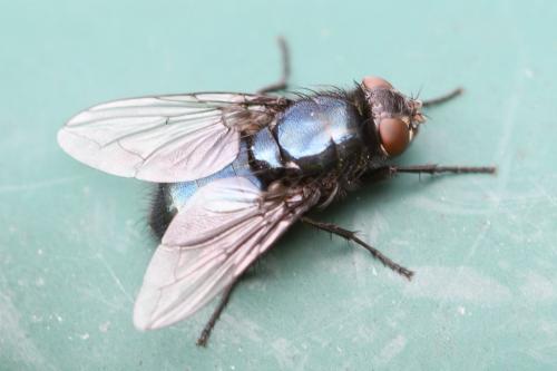 Protophormia terraenovae