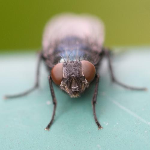 Réf. 287 155 : Protophormia terraenovae